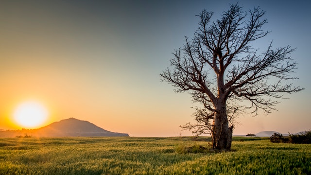 Multi-trunk tree